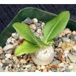 Pachypodium brevicaule 4-inch pots
