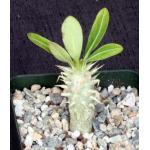 Pachypodium eburneum 4-inch pots