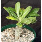 Pachypodium eburneum 6-inch pots