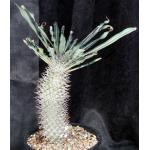 Pachypodium geayi 2-gallon pots