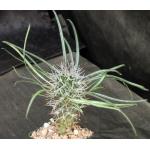 Pachypodium geayi 4-inch pots