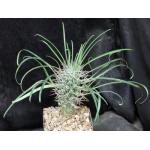 Pachypodium geayi 5-inch pots