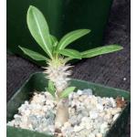 Pachypodium horombense 4-inch pots