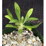 Pachypodium horombense 4-inch pots