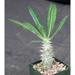 Pachypodium horombense 5-inch pots