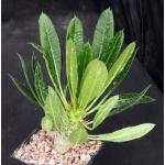 Pachypodium lamerei var. ramosum 5-inch pots