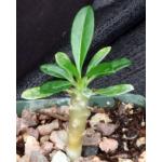 Pachypodium lamerei (Ihosy) 4-inch pots