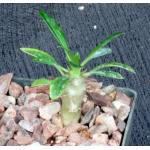 Pachypodium lamerei (Ihosy) 3-inch pots