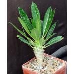 Pachypodium lamerei (Ihosy) 4-inch pots