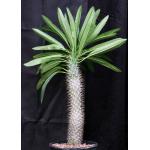 Pachypodium lamerei var. ramosum 3-gallon pots