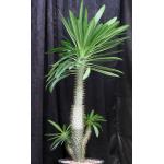 Pachypodium lamerei var. ramosum 5-gallon pots