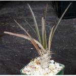 Pachypodium mikea 4-inch pots