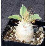Pachypodium namaquanum 2-inch pots