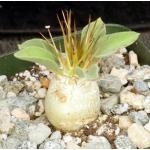 Pachypodium namaquanum 4-inch pots