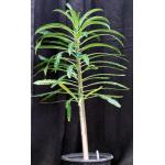 Pachypodium rutenbergianum 5-gallon pots
