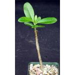 Pachypodium rutenbergianum 4-inch pots