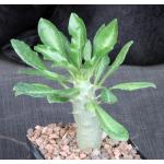 Pachypodium saundersii 5-inch pots