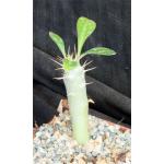 Pachypodium saundersii 3-inch pots