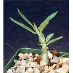 Pachypodium succulentum 4-inch pots