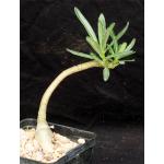 Pachypodium succulentum (griquense) 5-inch pots