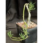 Pachypodium succulentum one-gallon pots