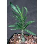 Pachypodium succulentum (griquense) 3-inch pots