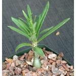 Pachypodium succulentum (griquense) 4-inch pots