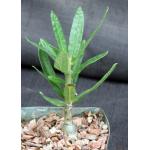 Pachypodium succulentum (griquense) 5-inch pots