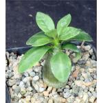 Pachypodium succulentum 2-inch pots