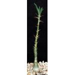 Pachypodium succulentum 5-inch pots