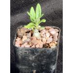 Pachypodium bispinosum 2-inch pots