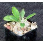 Pachypodium brevicaule 2-inch pots