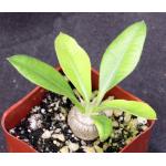 Pachypodium brevicaule 2-inch pots