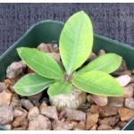 Pachypodium brevicaule 4-inch pots