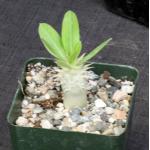 Pachypodium eburneum 4-inch pots