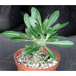Pachypodium eburneum 6-inch pots