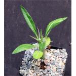 Pachypodium fiherensis 2-inch pots