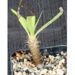 Pachypodium horombense 2-inch pots