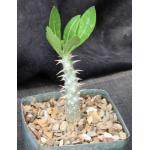 Pachypodium horombense 5-inch pots