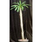 Pachypodium lamerei 3-gallon pots