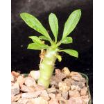 Pachypodium lamerei (Ihosy) 4-inch pots