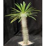 Pachypodium lamerei one-gallon pots