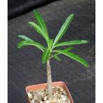 Pachypodium lamerei 3-inch pots