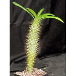 Pachypodium lamerei var. ramosum one-gallon pots