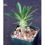 Pachypodium lamerei (Ihosy) 3-inch pots
