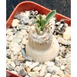 Pachypodium namaquanum 2-inch pots