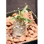 Pachypodium namaquanum 4-inch pots