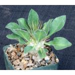 Pachypodium namaquanum 4-inch pots