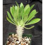 Pachypodium horombense 4-inch pots