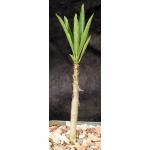 Pachypodium rutenbergianum 4-inch pots